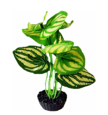 PLANTE TISSU