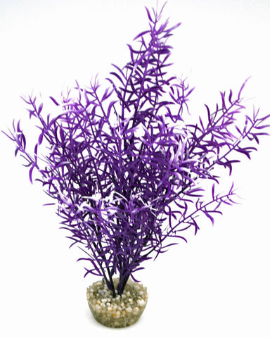 SPRENGERI HAUT VIOLET