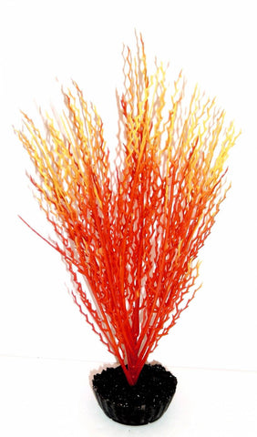 HERBE CORAIL MM ORANGE