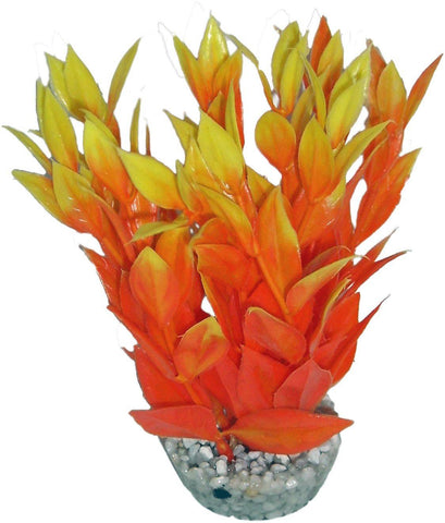 DRACAENA COLORE ORANGE