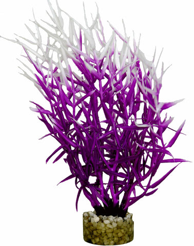 HERBE MARINE COLOREE VIOLET