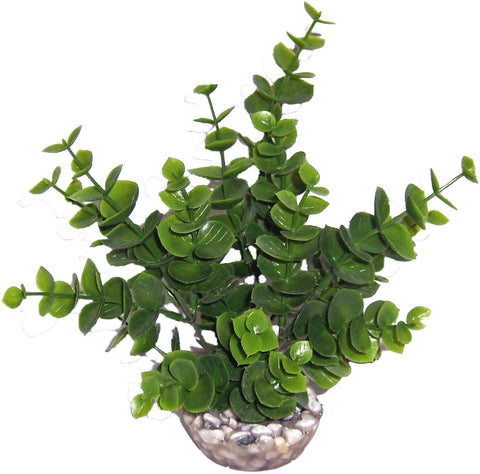 EUCALYPTUS MM VERT