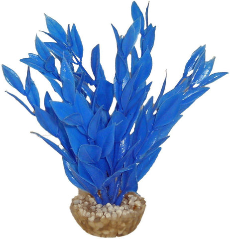 DRACAENA COLORE BLEU