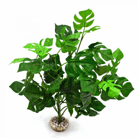 PHILODENDRON VERT