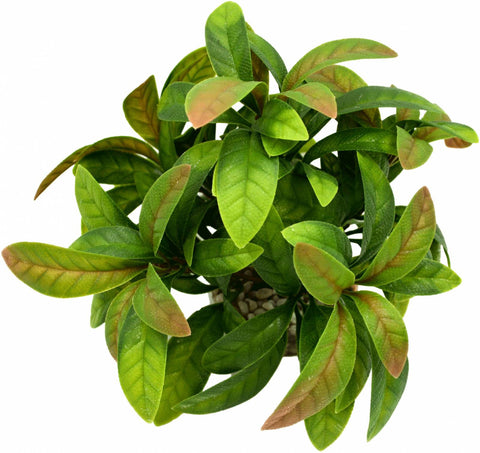 ANUBIAS BUISSON VERT