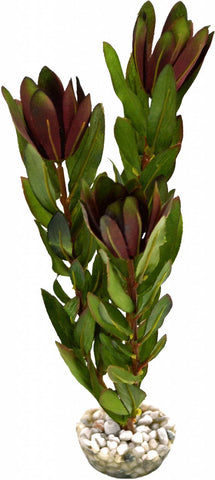 PROTEA VERT BRUN