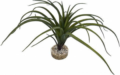 TILLANDSIA VERT