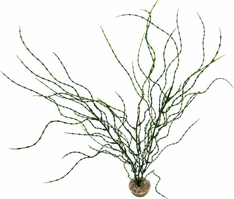 PSILOTUM PM VERT