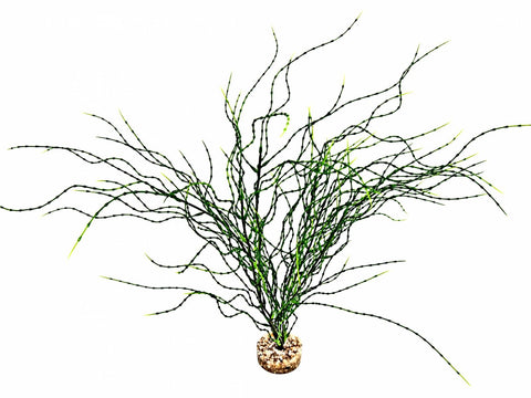 PSILOTUM MM VERT