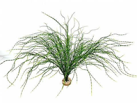 PSILOTUM GM VERT